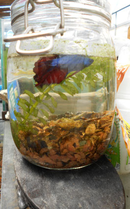 瓦チップを敷いた瓶で熱帯魚を飼っている画像